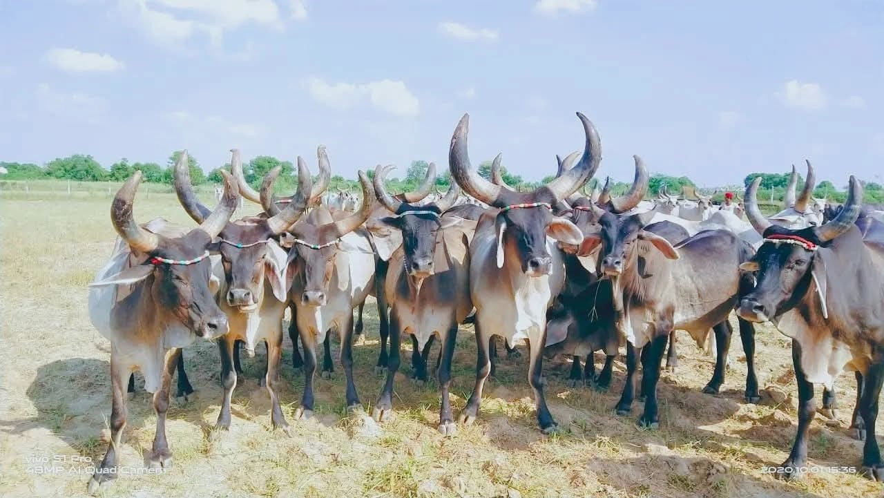 Kankrej cattle herd standing in a field in Gujarat